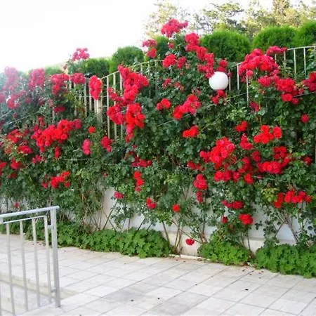 아파트 Alex Beach Apartmenthaus